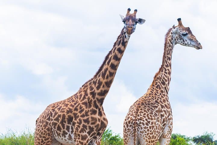 Nairobi Safari, Giraffe Centre & Kazuri Beads – Day Tour from Nairobi photo 4