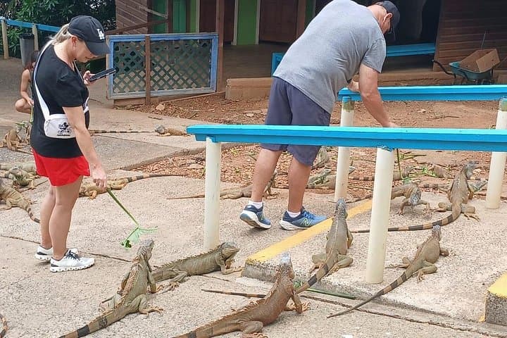 Private Roatan Family Wildlife & Chocolate Tour — Iguanas, Sloths, Monkeys photo 1