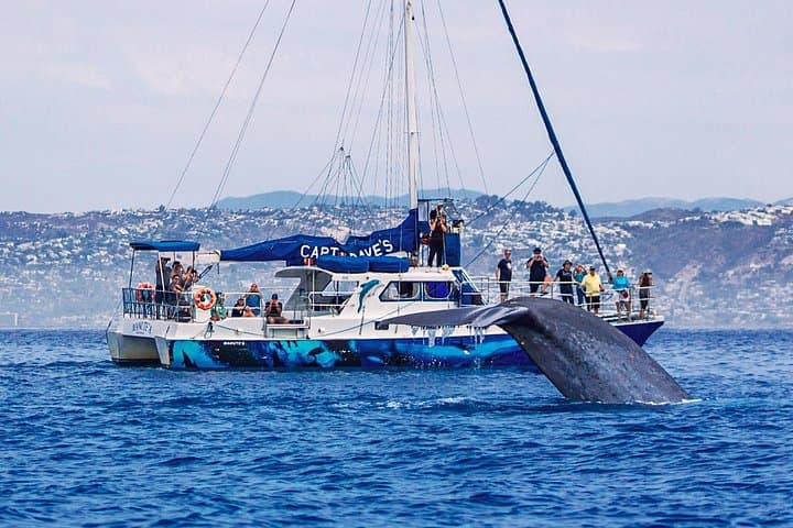 Dana Point Dolphin and Whale Watching Eco-Safari with Underwater Viewing Pods photo 1