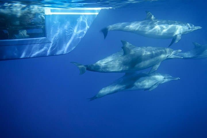 Dana Point Dolphin and Whale Watching Eco-Safari with Underwater Viewing Pods photo 2