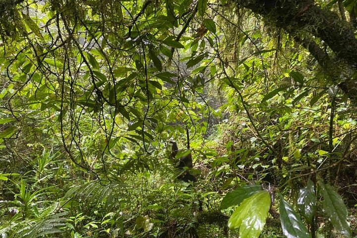 Two-Day Marangu Route Hike on Mount Kilimanjaro: Mandara to Horombo photo 6
