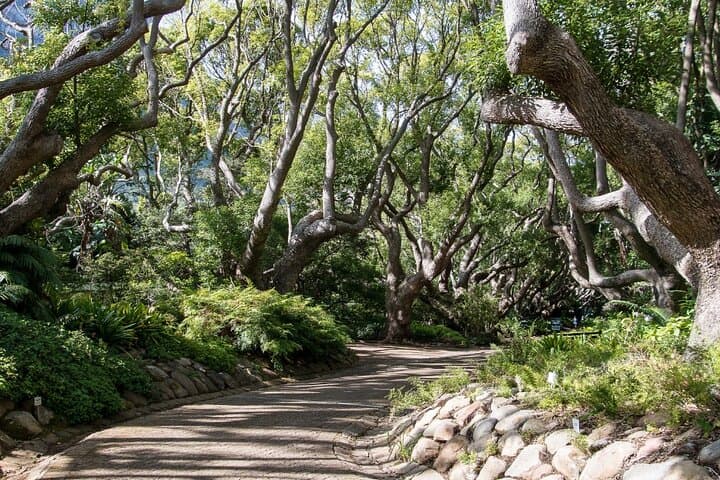 Kirstenbosch Botanical Garden Entry — Cape Town Visitor Guide photo 5