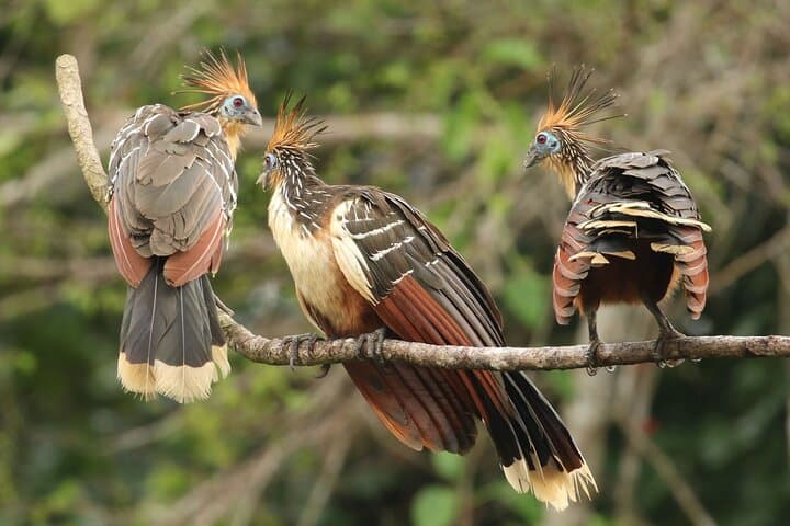 4-Day Manu National Park Jungle Adventure from Cusco — Macaws, Caimans & Cloud-Forest Trails photo 2