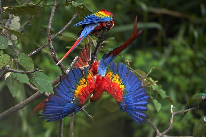 4-Day Manu National Park Jungle Adventure from Cusco — Macaws, Caimans & Cloud-Forest Trails photo 4