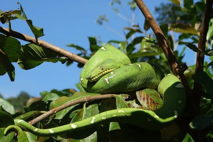 4-Day Manu National Park Jungle Adventure from Cusco — Macaws, Caimans & Cloud-Forest Trails photo 6