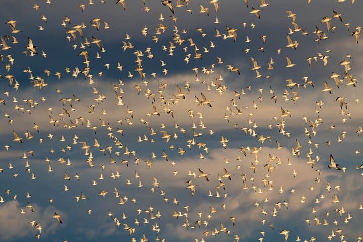 Guided Shorebird Tour at Pukorokoro Shorebird Centre (Miranda) — Firth of Thames Wildlife Walk