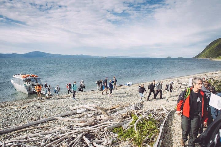 Kapiti Island Guided Day Tour — Wellington Wildlife & Conservation Experience photo 3