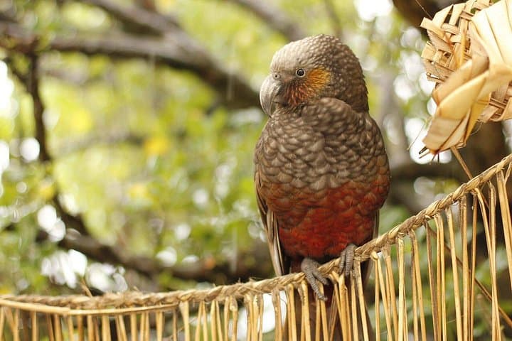 Kapiti Island Guided Day Tour — Wellington Wildlife & Conservation Experience photo 4