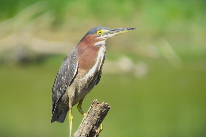 Jackson Park Birdwatching Walk Hendersonville Private Guided Tour photo 6