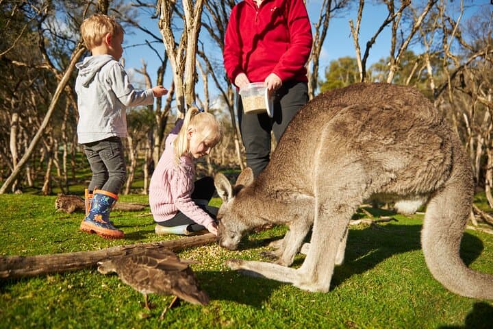 Phillip Island Day Tour: Penguin Parade, Koalas, Kangaroos & Coastal Views photo 4