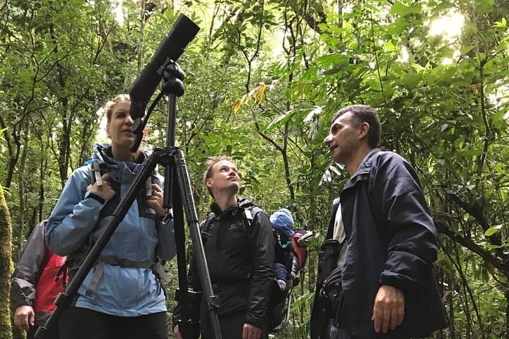 Monteverde Cloud Forest Guided Walk — Discover Costa Rica’s Living Canopy