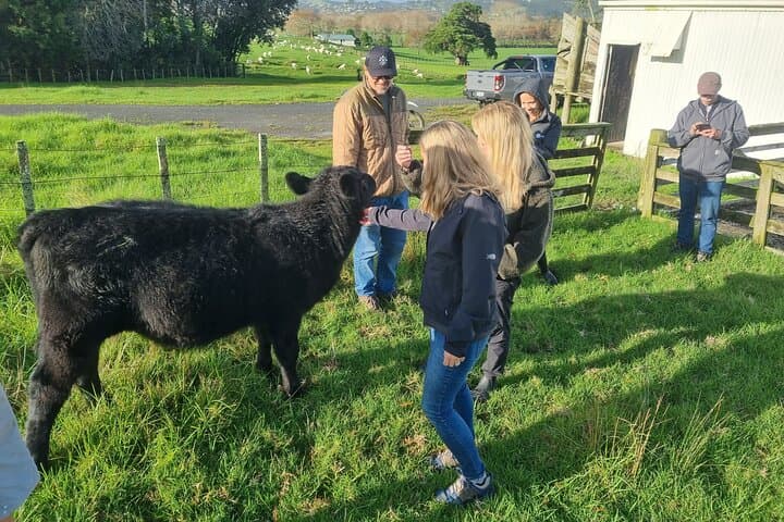 Private Sheep & Beef Farm Tour near Auckland — Live Shearing & Dog Herding photo 6