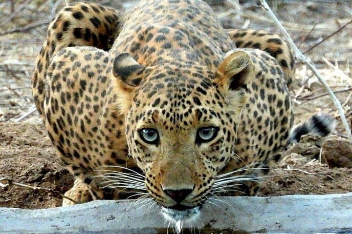 Jaipur & Jhalana Leopard Safari: 2-Day Heritage and Urban-Wildlife Escape