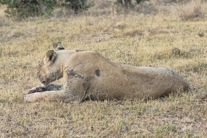 Day Safari to Kruger National Park from Maputo — Open‑Vehicle Big Five Adventure photo 3