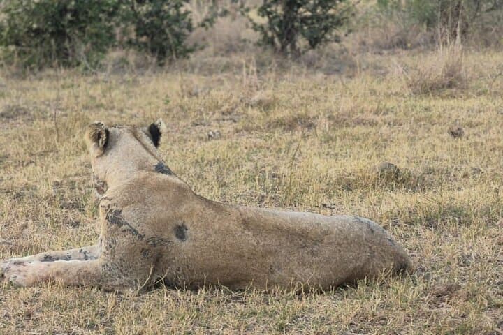 Day Safari to Kruger National Park from Maputo — Open‑Vehicle Big Five Adventure photo 4