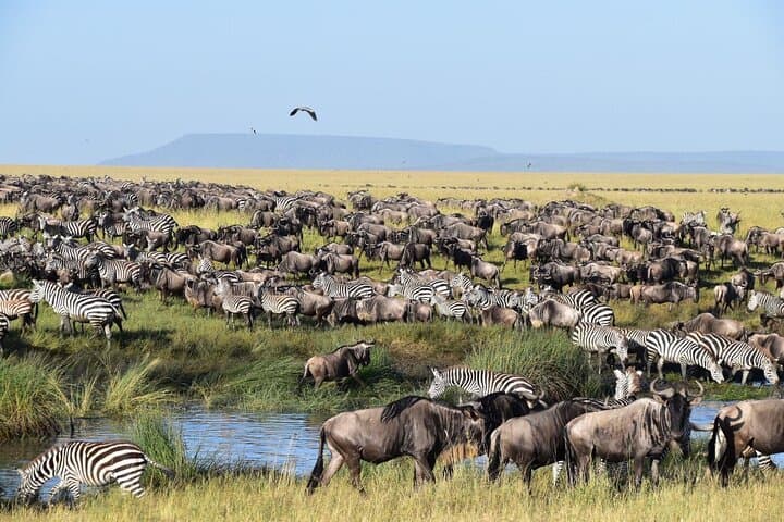 Southern Serengeti Calving Safari: 8-Day Wildebeest Migration & Ngorongoro Circuit