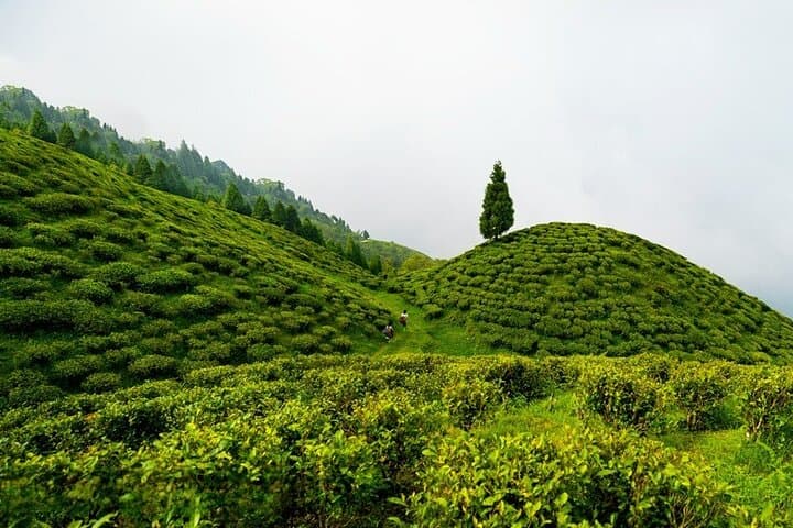 14-Day Private North East India Tour: Kolkata to Darjeeling, Gangtok, Kaziranga & Majuli photo 6