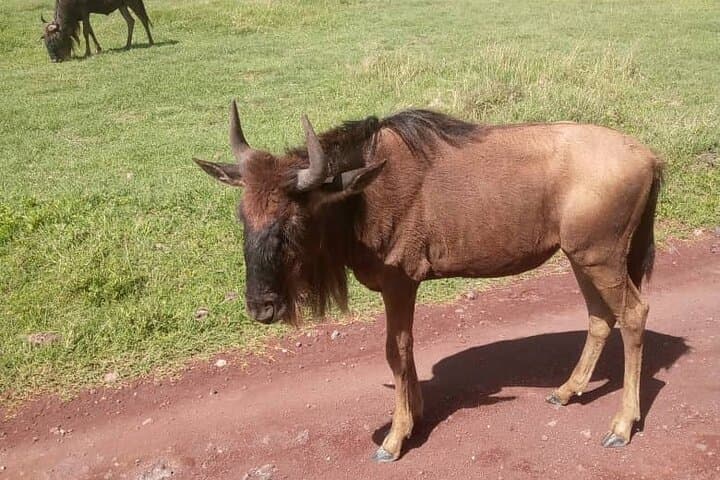 3-Day Maasai Mara Group Safari from Nairobi — Big Five & Wildebeest Migration photo 2