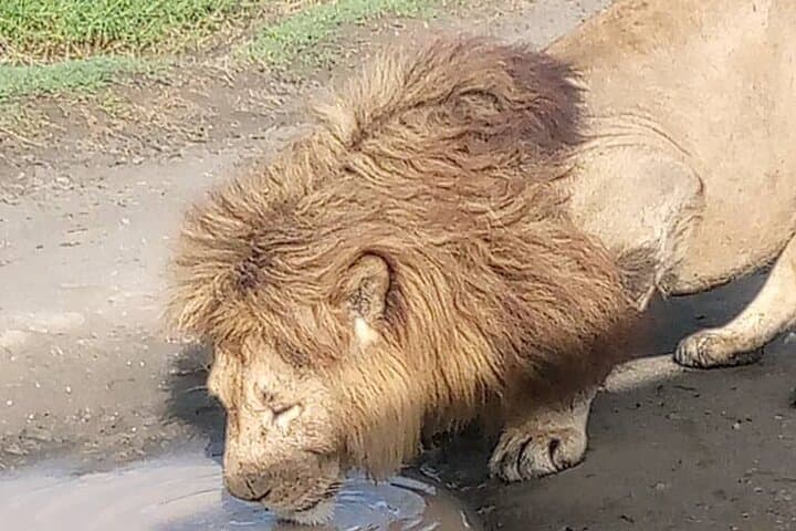 3-Day Maasai Mara Group Safari from Nairobi — Big Five & Wildebeest Migration photo 3