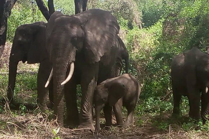 3-Day Maasai Mara Group Safari from Nairobi — Big Five & Wildebeest Migration photo 4