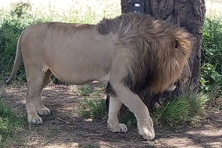 3-Day Maasai Mara Group Safari from Nairobi — Big Five & Wildebeest Migration photo 5