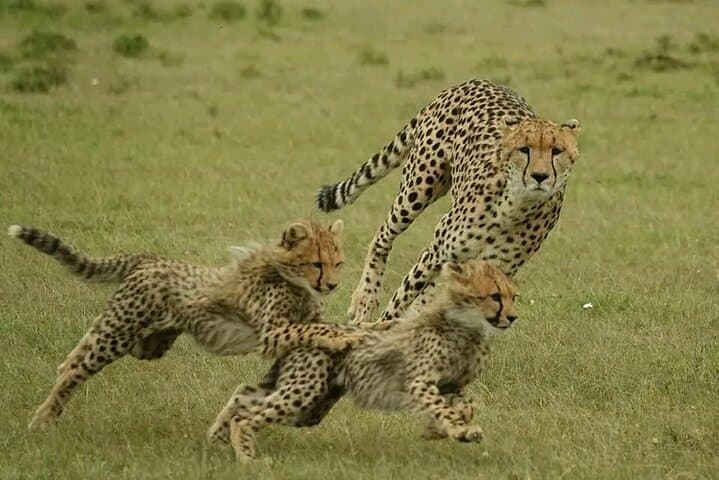 3-Day Maasai Mara Group Safari from Nairobi — Big Five & Wildebeest Migration photo 6