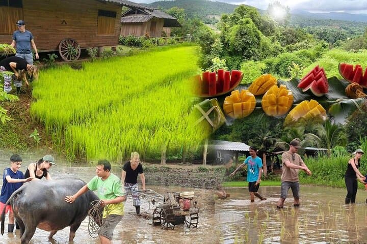 Chiang Mai Half-Day Rice Planting Experience Near Mae Win