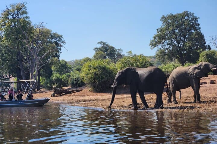 Chobe Sunrise River Safari: First-Light Wildlife Cruise from Kasane photo 4