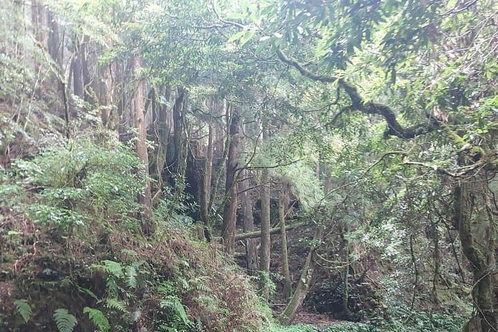 Te Fu Ye Historical Walking Trail: Day Hike from Kaohsiung to Chiayi's Heritage Path photo 4