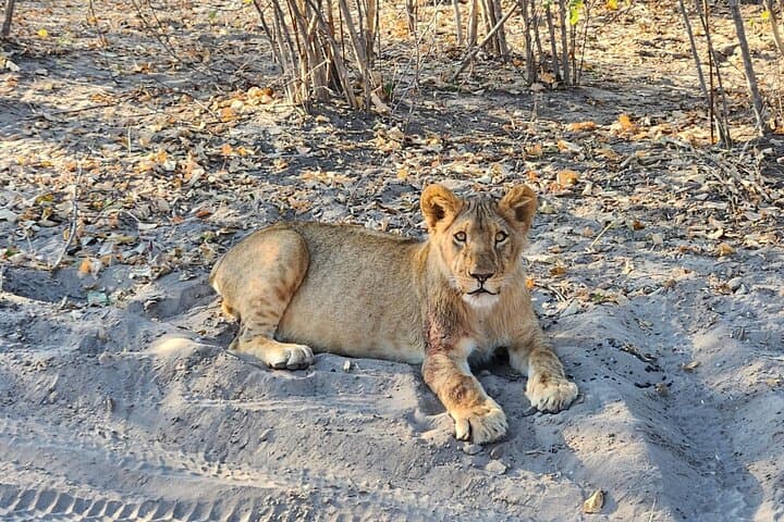 Full Chobe Experience: Sunrise Safari & Sunset River Cruise from Livingstone photo 6