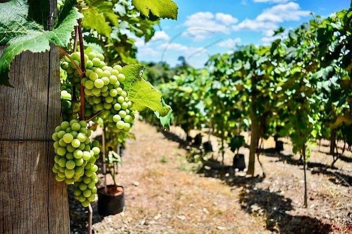 Day Trip to Kuldīga: Europe's Widest Waterfall and Local Wineries from Riga photo 5