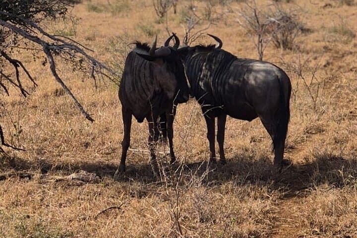 Day Safari to Kruger National Park from Maputo — Open‑Vehicle Big Five Adventure