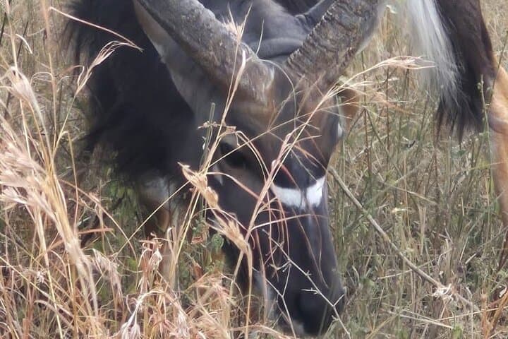 Day Safari to Kruger National Park from Maputo — Open‑Vehicle Big Five Adventure photo 2