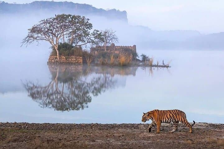 Golden Triangle and Ranthambore Tiger Safari: 8-Day Delhi–Agra–Jaipur Wildlife & Culture Tour photo 2