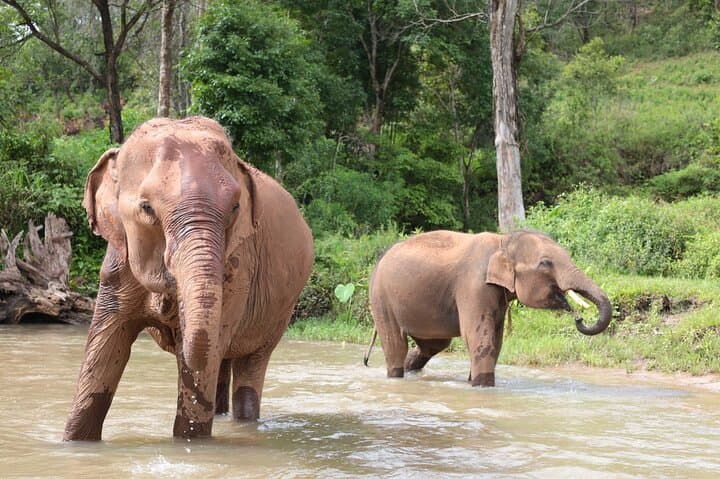 Big Boy Elephant Sanctuary Half-Day: Ethical Elephant Experience & Pad Thai Class Near Chiang Mai