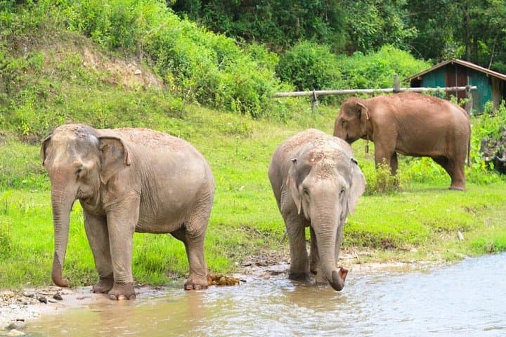 Big Boy Elephant Sanctuary Half-Day: Ethical Elephant Experience & Pad Thai Class Near Chiang Mai photo 4