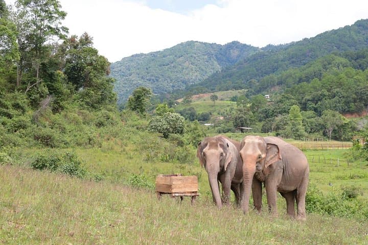 Big Boy Elephant Sanctuary Half-Day: Ethical Elephant Experience & Pad Thai Class Near Chiang Mai photo 5