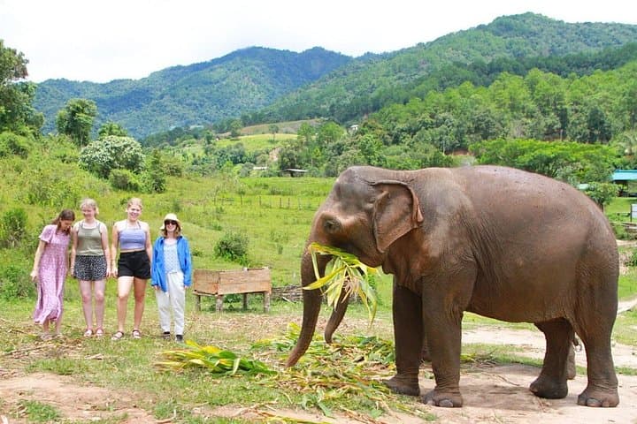Big Boy Elephant Sanctuary Half-Day: Ethical Elephant Experience & Pad Thai Class Near Chiang Mai photo 6