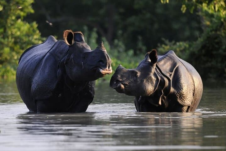 Guwahati to Kaziranga and Majuli: Five-Day Assam Wildlife & Culture Tour