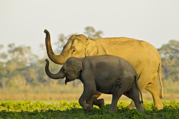 Guwahati to Kaziranga and Majuli: Five-Day Assam Wildlife & Culture Tour photo 6