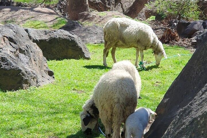 Imlil Day Trip: Berber Heritage & High Atlas Waterfalls from Marrakech photo 4