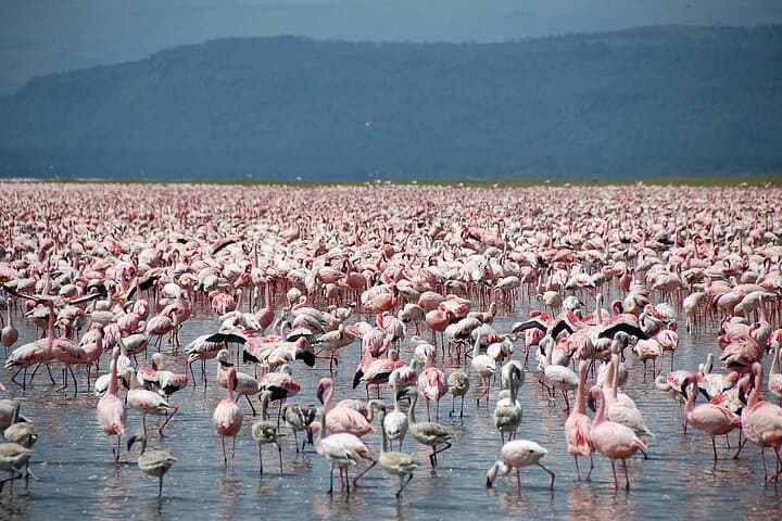 Northern Tanzania 7-Day Birdwatching and Wildlife Safari: Tarangire, Manyara, Ngorongoro & Serengeti photo 3