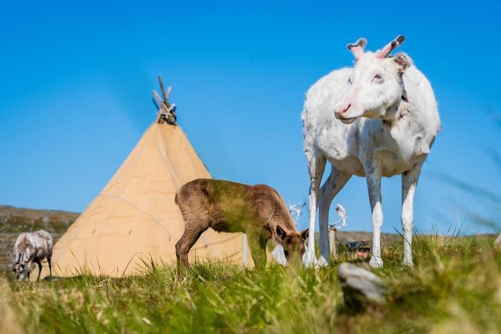 North Cape & Sámi Adventure: Minivan Tour to the Edge of Europe photo 4