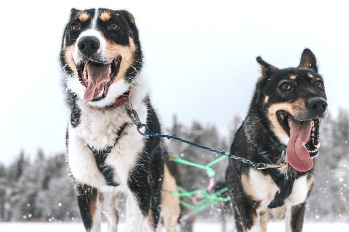Arctic Husky Adventure: Self-Drive Dog Sled Safari Near Rovaniemi photo 5
