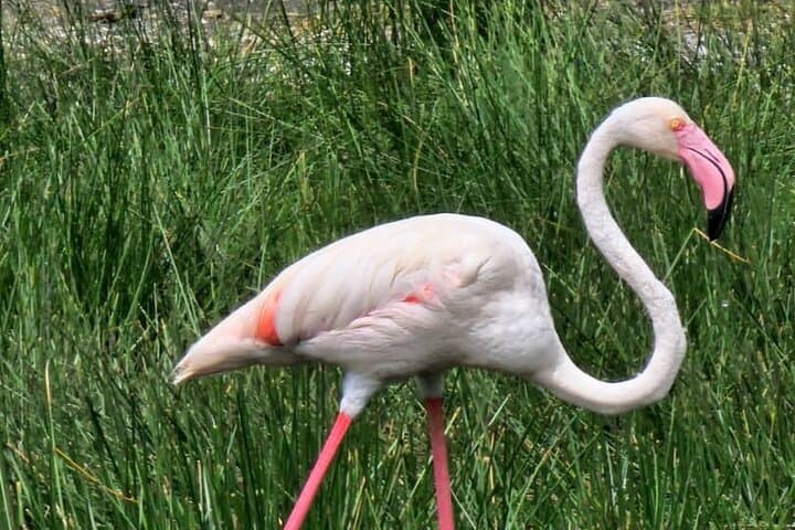 Northern Tanzania 7-Day Birdwatching and Wildlife Safari: Tarangire, Manyara, Ngorongoro & Serengeti photo 2