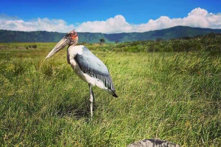 Northern Tanzania 7-Day Birdwatching and Wildlife Safari: Tarangire, Manyara, Ngorongoro & Serengeti photo 4