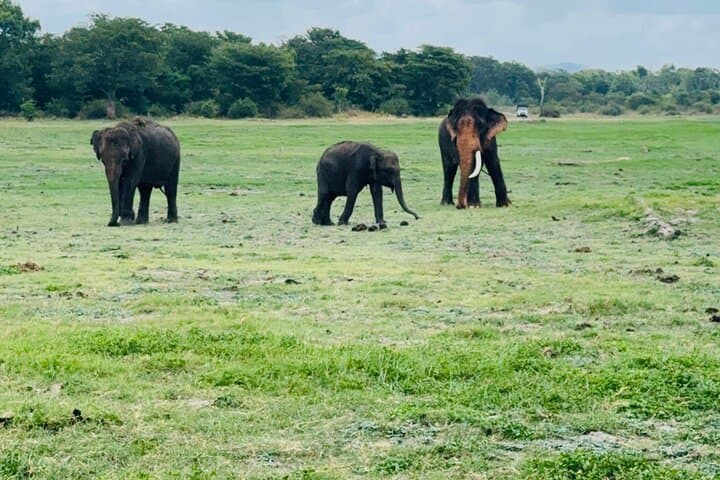Polonnaruwa to Minneriya: Full-Day Ancient Ruins and Elephant Safari photo 2