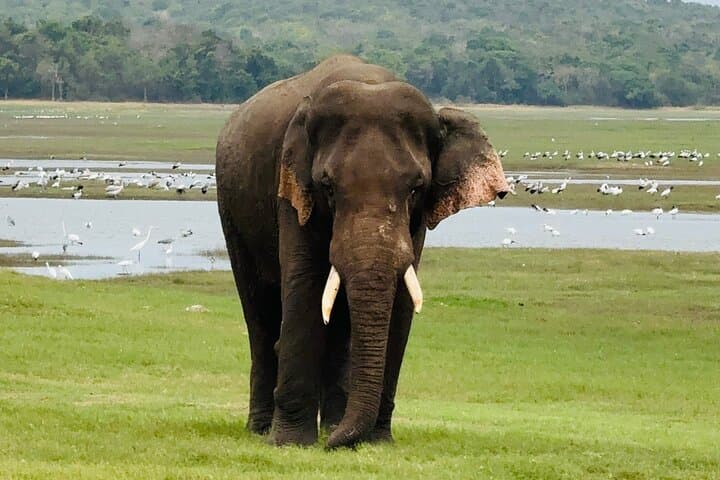 Polonnaruwa to Minneriya: Full-Day Ancient Ruins and Elephant Safari photo 3