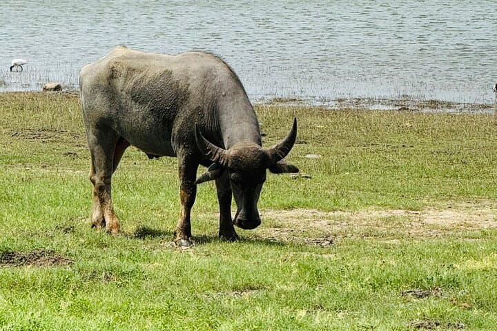 Polonnaruwa to Minneriya: Full-Day Ancient Ruins and Elephant Safari photo 4