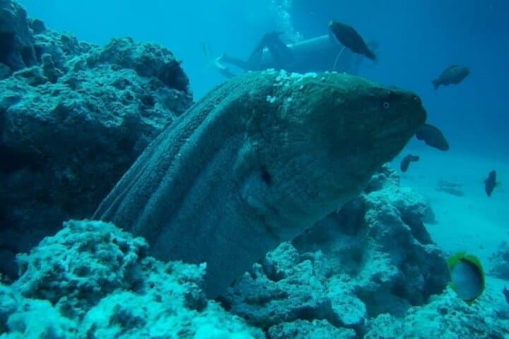 Hurghada Luxury Yacht Cruise to Orange Bay: Diving & Snorkeling in the Red Sea photo 5